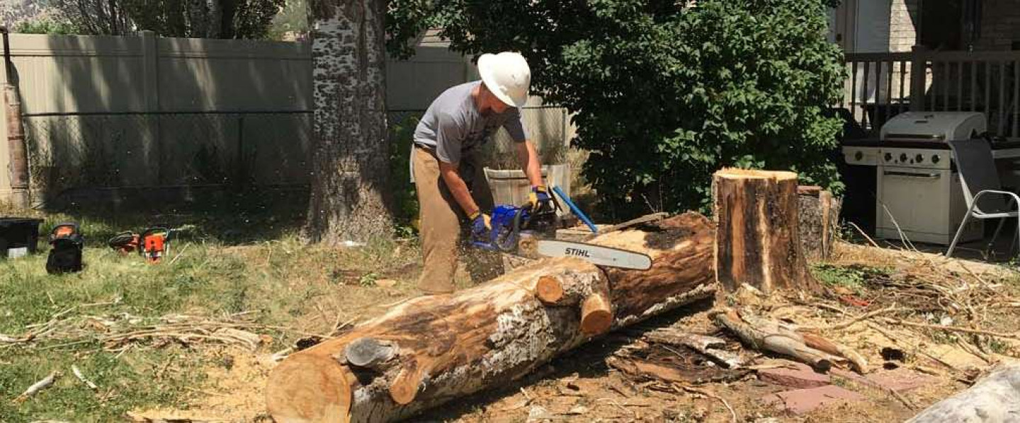 Spruce Up Your Trees