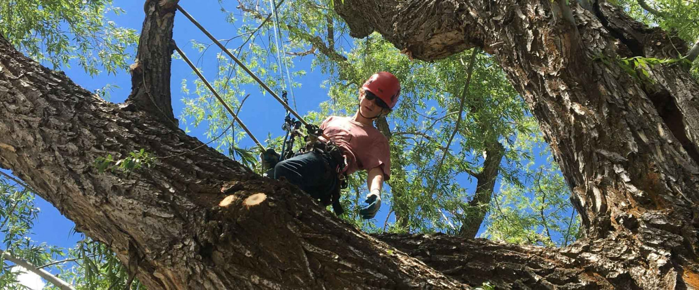 Tree Leaning Dangerously Toward Your Home?